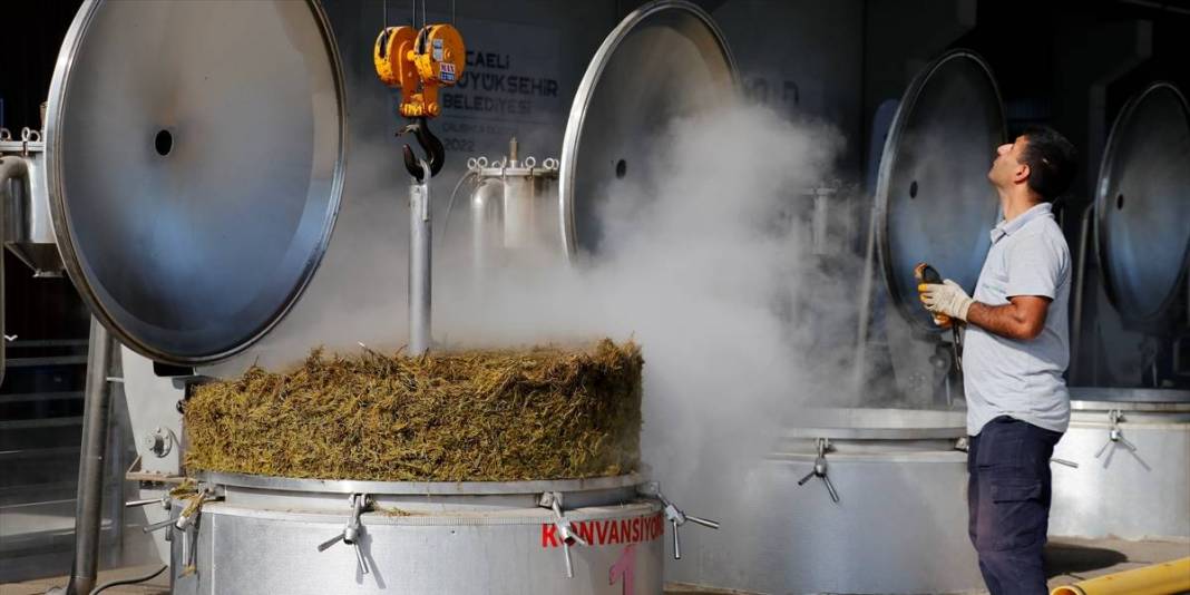 Susuzluğa direndi, verimiyle şaşırttı! Kocaeli’nde yeni sezon açıldı: Hasat ekonomiye can veriyor! 5